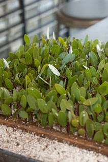 California Native Plants Cornflower Farms Growers Of Quality California Native And Water Wise Plants Since 1981